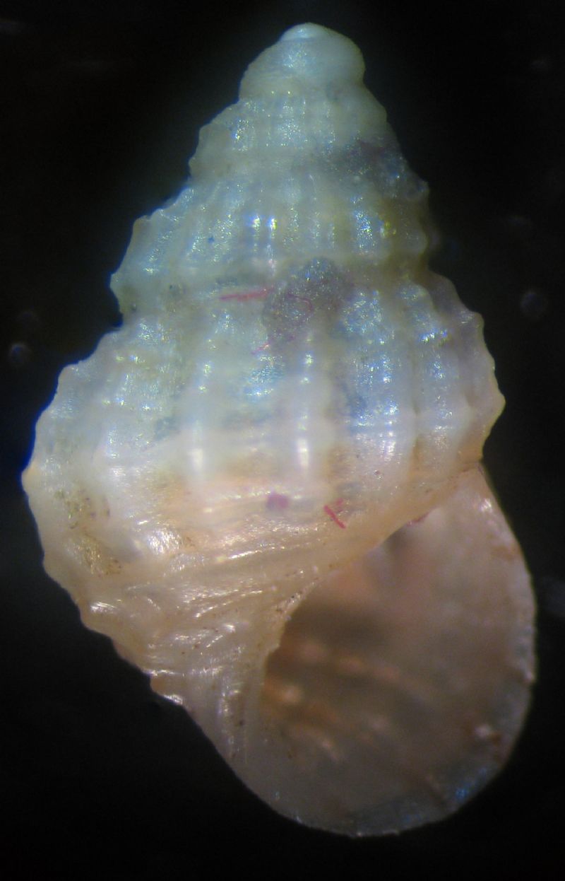 alvania aeoliae?